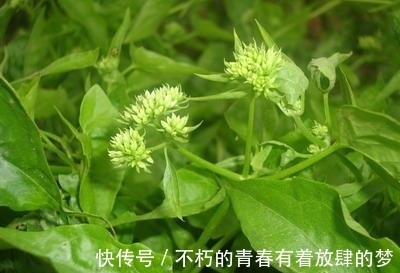 身披绿衣裳，却能“绞死”大树，这白花可不像表面那么招人喜欢