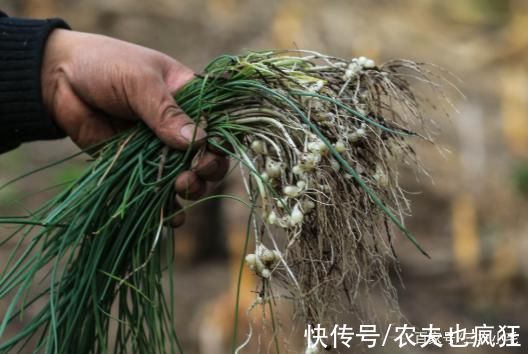 手软|俗称“野藠头”，路边常成片生长，见到别手软，营养赛过大蒜