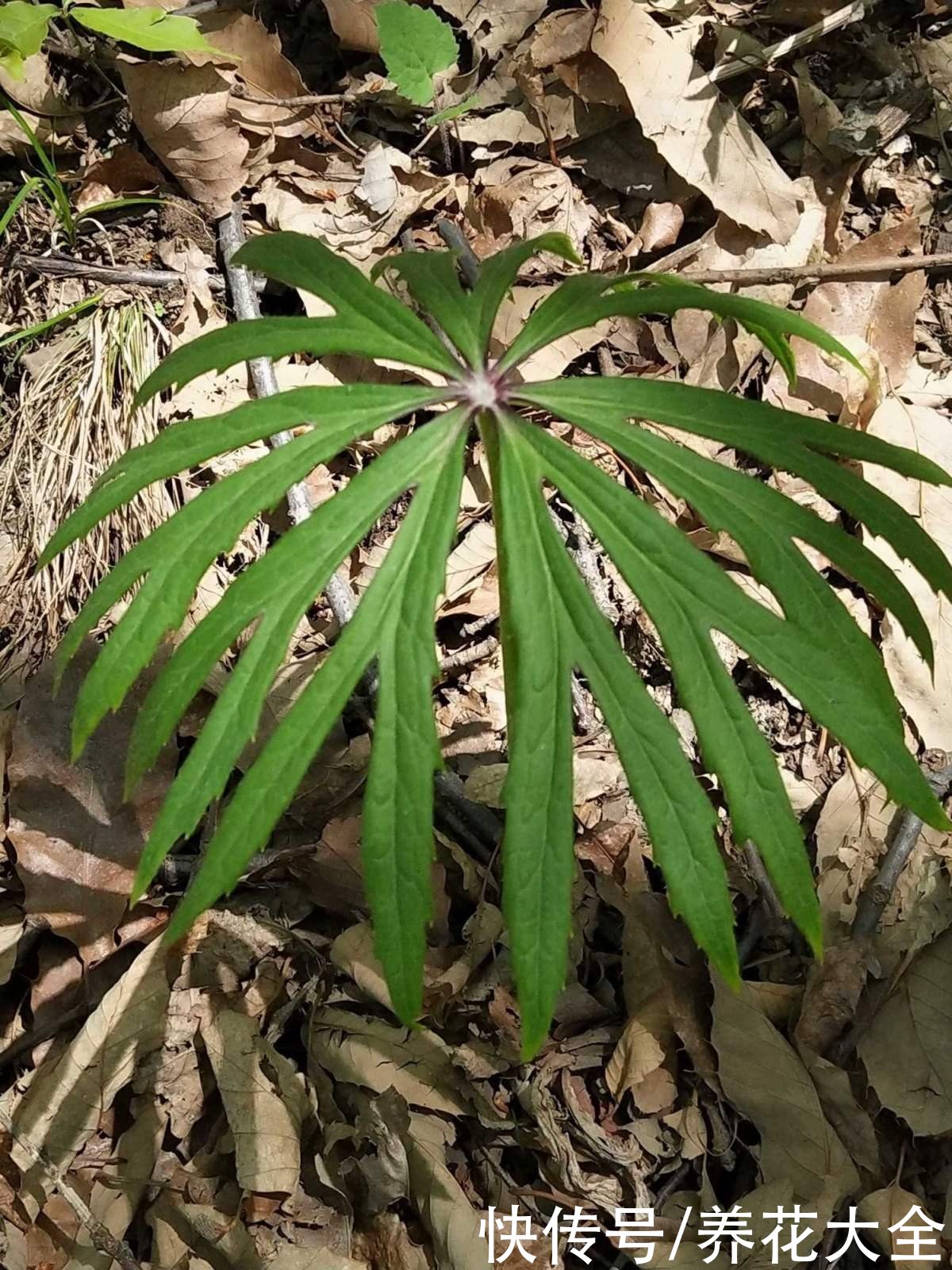 马蹄莲|不同生肖，幸运花也不同，你的幸运花是哪种