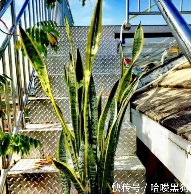 新芽|6月是虎皮兰的生长旺季,按照“三不缺”做好,新芽冒不停