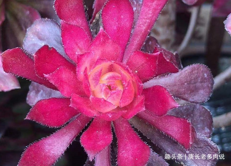 晒伤|多肉法师的叶片下翻先判断是否休眠,再检查有没有其它的问题