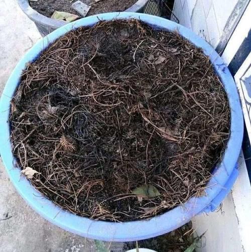 都知道松针土养花好，这几步都没做到，反而把花害惨了