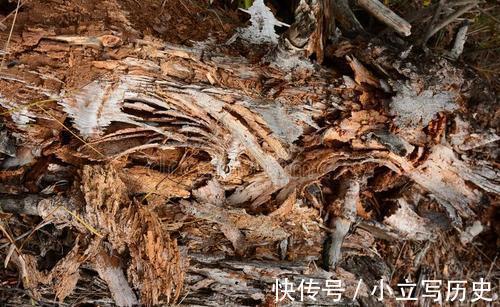 炉渣是很好的养花材料,粗煤渣颗粒多次清洗后,可用于配制花盆土