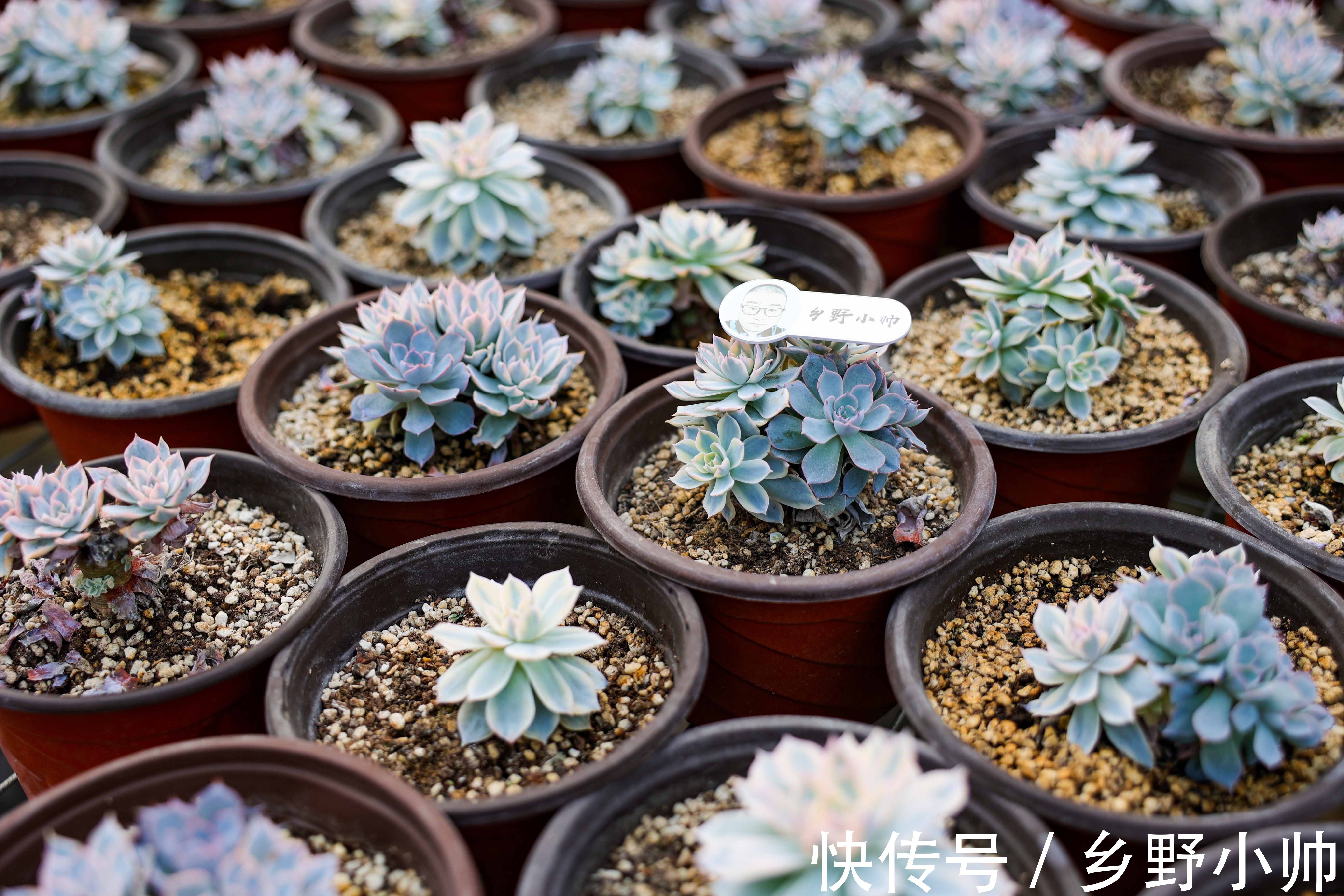 视频引发热议,小帅介绍皮氏锦正确养护姿势 ,四季都在生长的多肉