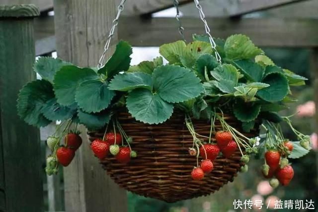 现在有个菜园才是人生赢家,450㎡可食用花园,实现你的吃货自由