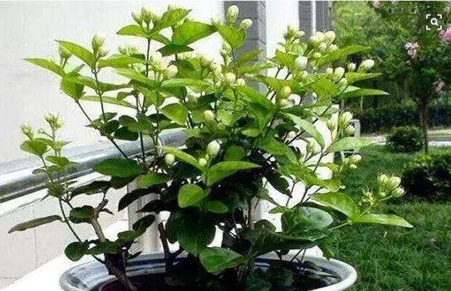 花苞|茉莉这样养,一年开5次,花苞多的压弯腰