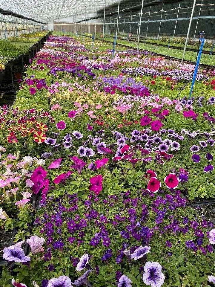 长寿花|9月后就养这些花，比绿萝好养，疯狂开花到明年！