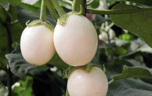 奶奶在阳台盆栽“蛋树”,1盆结出“10颗果”,60天摘一茬,够吃