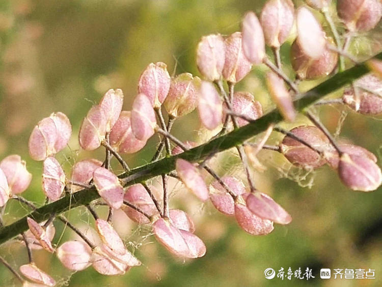 美！临沂郯城独行菜花开粉色满枝头，娇小可爱惹人爱|花开齐鲁| 齐鲁晚报