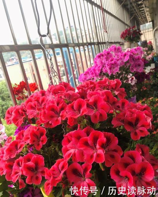 阳台养盆天竺葵,一不小心爆了盆,好养又好看,四季花不断