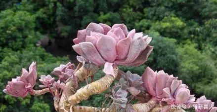 多肉植物|夏天养多肉植物，这“4点”要牢记，安全度夏，轻松养“爆盆”