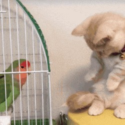 |搞笑GIF: 这样的新娘要不得 客人刚新娘就原形毕露了