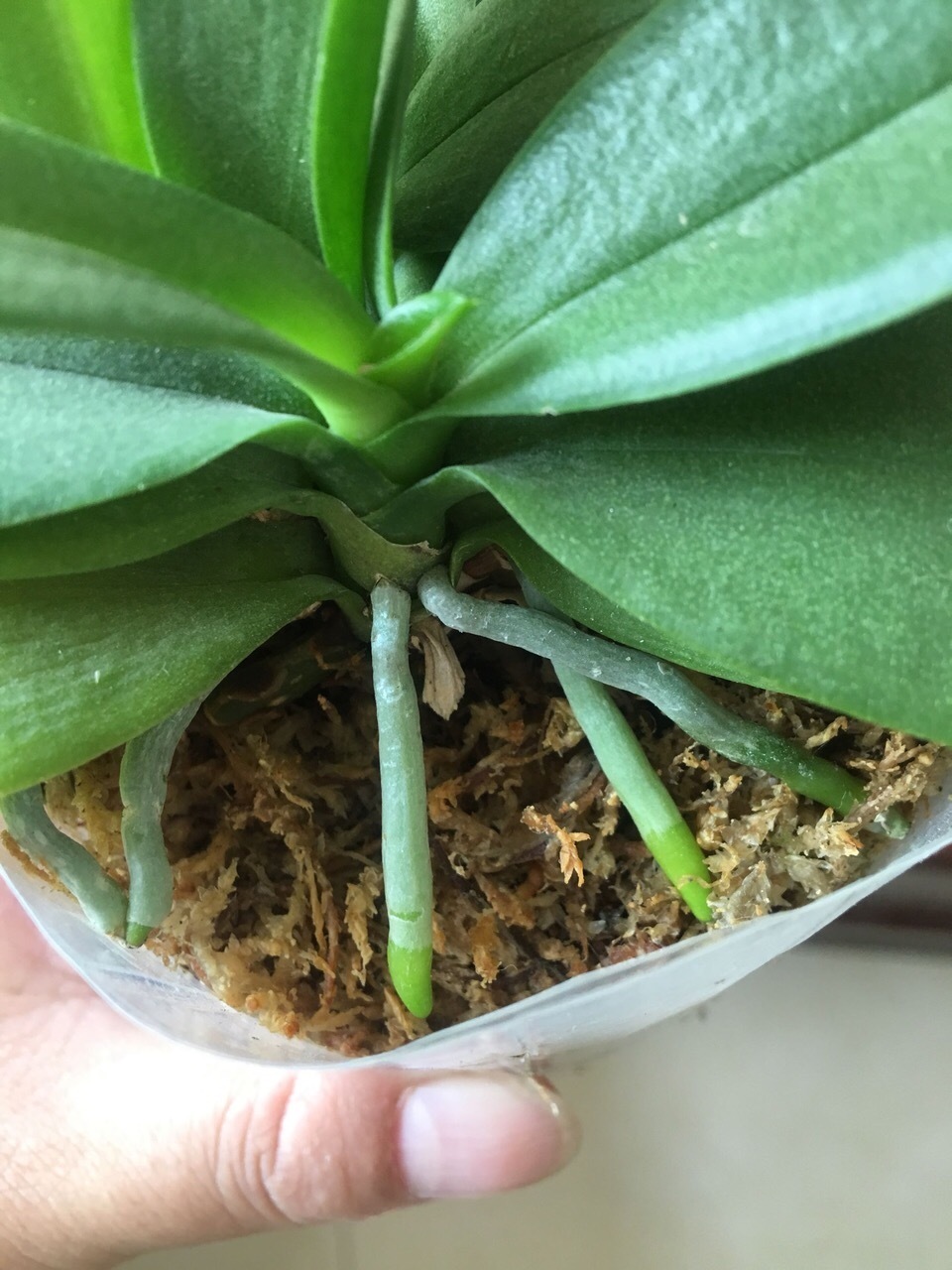 月季|你扔掉的月季、蝴蝶兰,被我捡回来,养了1个月,嗖嗖冒“花芽”