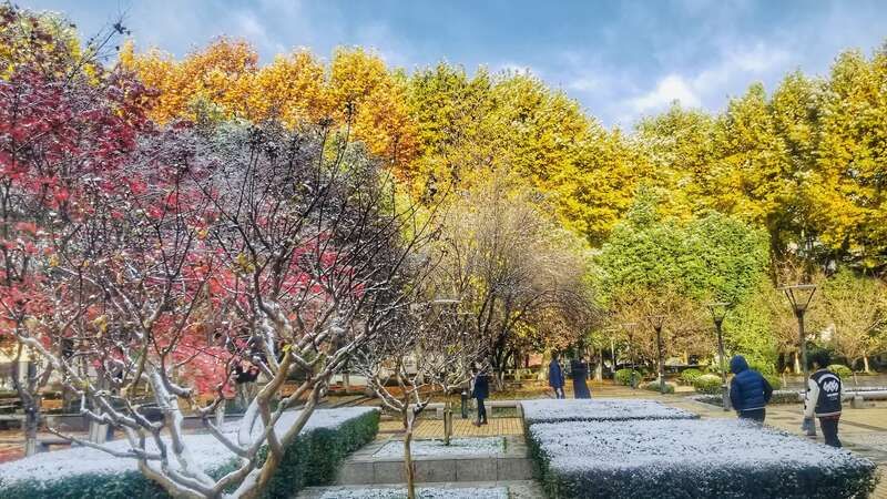 西安交通大学校园雪景|青年眼| 校园