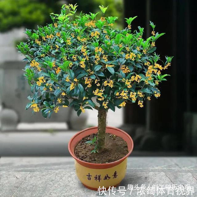 旺财|“四树进宅，镇宅旺财”，这4种吉祥植物家里一定要有一盆