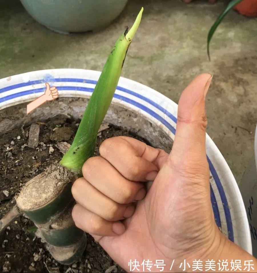 给这花换盆,土里扒出30个崽,根本不用扦插!