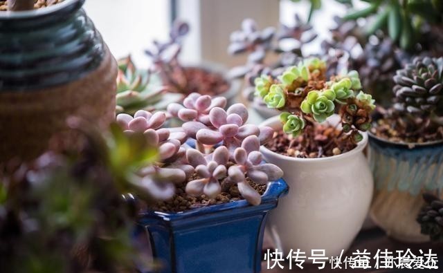 老桩|四种“零差评”多肉推荐，颜值不比桃蛋低，还容易成老桩