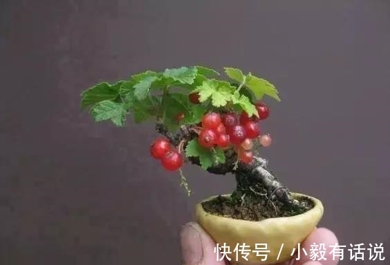 微型盆景越来越受欢迎，这里是它们的“集中营”，都是你想知道的