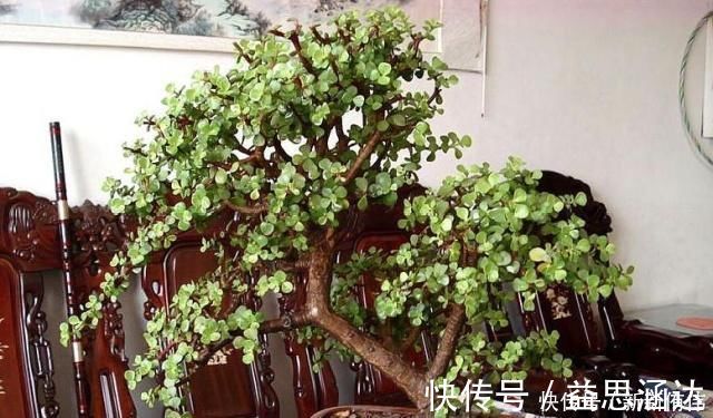 大神养金枝玉叶，每月喂上“1碗汤”，枝粗叶绿，2年成高价老桩