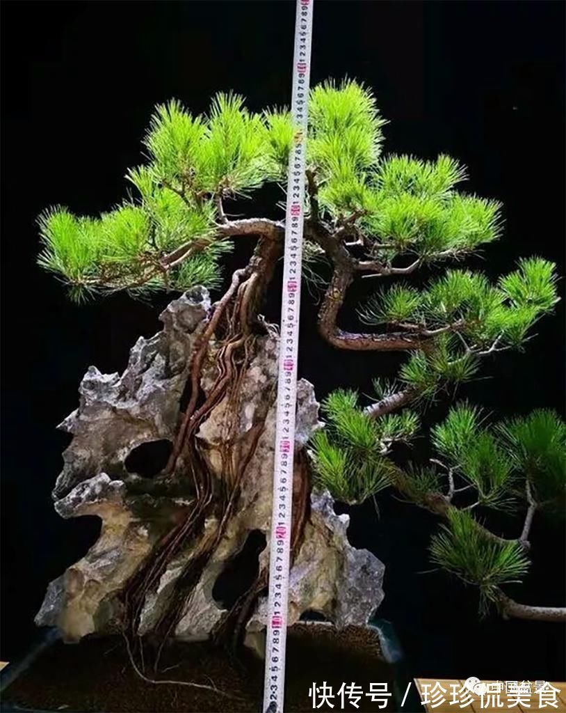 极品附石山松盆景,见过的人都忍不住竖起大拇指!