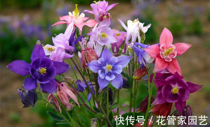 这六种花不怕冷,而且好养易活,冻一冻反而长得更好