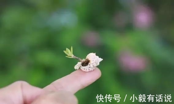 微型盆景越来越受欢迎，这里是它们的“集中营”，都是你想知道的