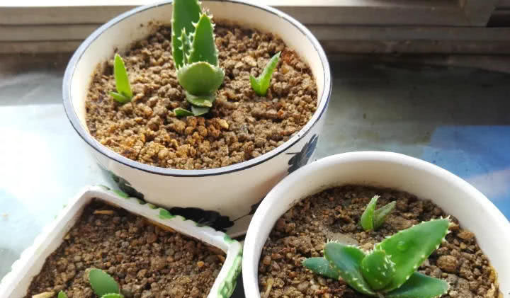 穷养|这6种花就要穷养,不花钱不用管,个个肥得流油