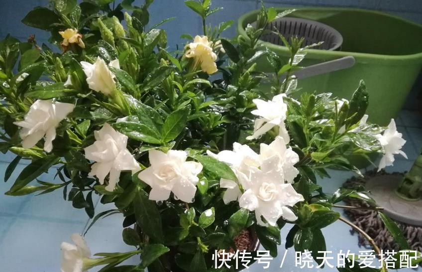 夏季|进入8月，受高温影响，养花种草不注意这几点照样问题频出