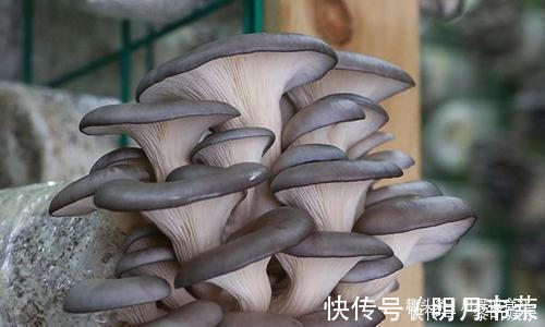 菜农|买平菇时,挑大的还是小的老菜农教您一招,别再买错了