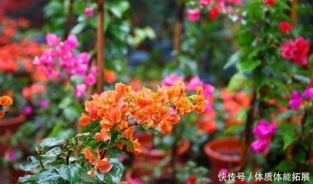 黄叶|三角梅“黄叶”不开花,用这2种水浇一浇,叶子油绿,满头花!