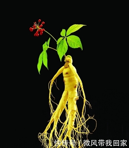 刘大哥|刘师傅上山摘野果,无意间发现了宝贝,让他高兴不已