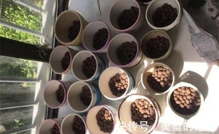 花盆|养花不花钱，花盆放4种“小垃圾”，不怕积水，不再烂根