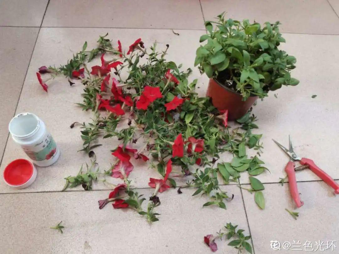 家里养了月季，花后使劲剪，越剪越开花，真省心