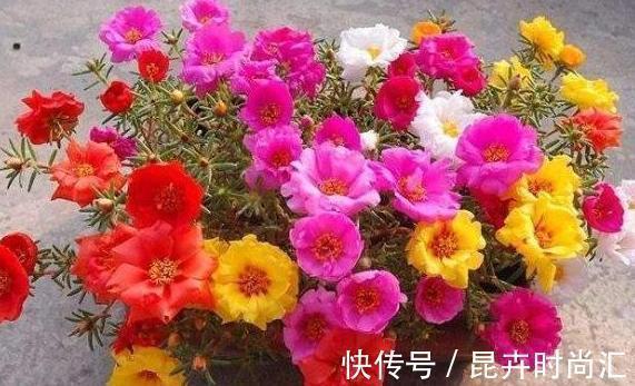 阳台|天热阳台该种植什么花？15种''抗晒''植物，盆栽赏花不犯愁