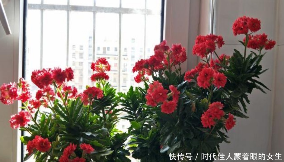 漂亮又好养的“4种花”，越养越旺，花开不断，花色鲜艳容易爆盆