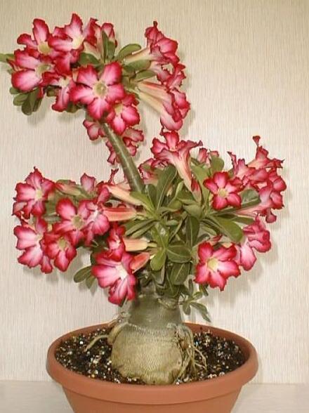 光照|沙漠玫瑰不开花简单“4步”操作,30天开成“玫瑰树”