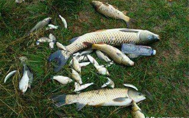 钓鱼|夏季选钓位，找这些低水温、高溶氧的位置，往往能找到鱼群