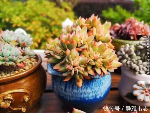 养多肉,满足4个条件,上色快长满盆,人人见了都夸美