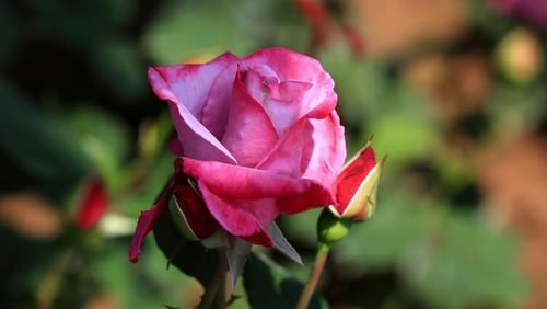 加仑盆|总有人抱怨,养不好盆栽的月季,做好6点,养好月季盆栽也很轻松