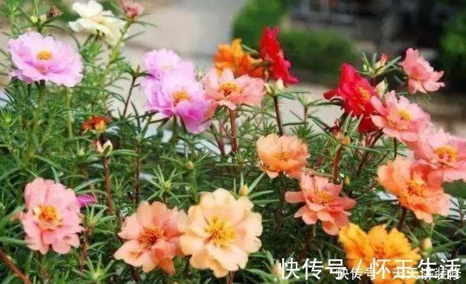 养花就养盆颜值高的花卉,花香四溢,花朵烂漫迷人,开花一簇簇!