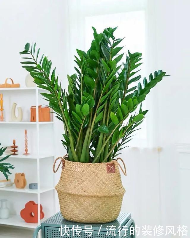 植株|冬天养金钱树,做好这5件事,叶子绿得发亮,越养越精神