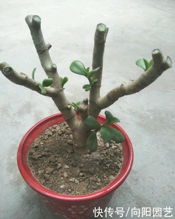 新的一年，给玉树“剃剃头”，主干长得更粗，侧枝还能扦插