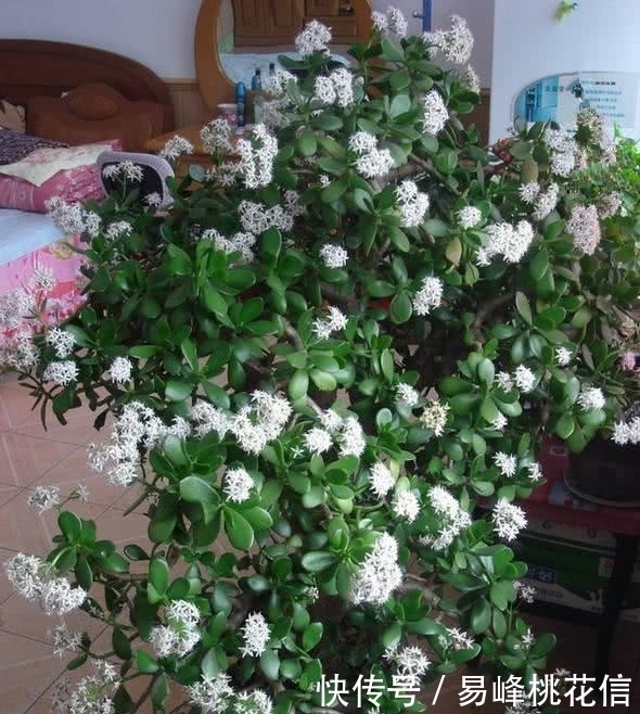 养花需要注意的,这几种花卉是不需要经常浇水的,不然会害死它!