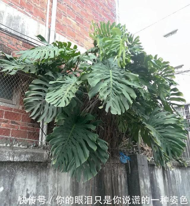 惹不起的花，叶子直径3米大，一片叶子盖住3个人