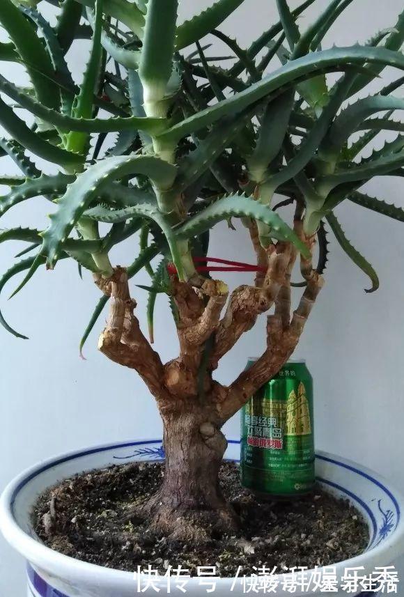 仙人球|家里养这5种花,怎么折腾也不死,养一盆爆一盆,懒人也合适