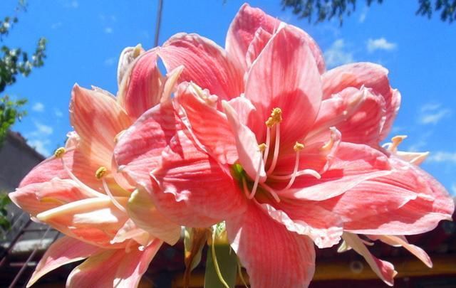 种球|此球根花卉美丽非凡,简单好养,年年都可开花,现在种还不晚