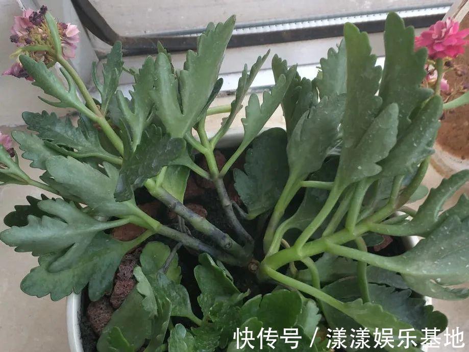 10种花要控水,天热反而不能浇,一浇水就死