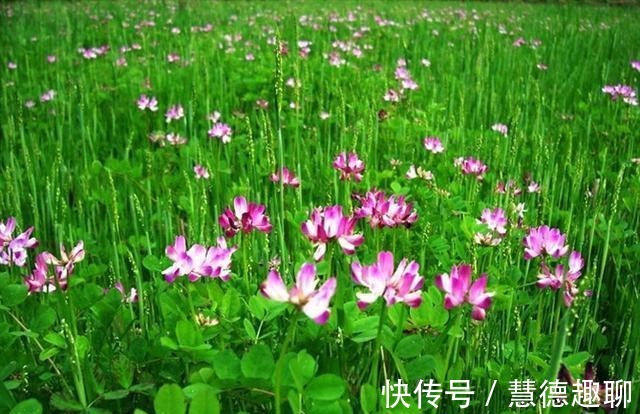 春天里|紫云英花——那是我的思乡之花