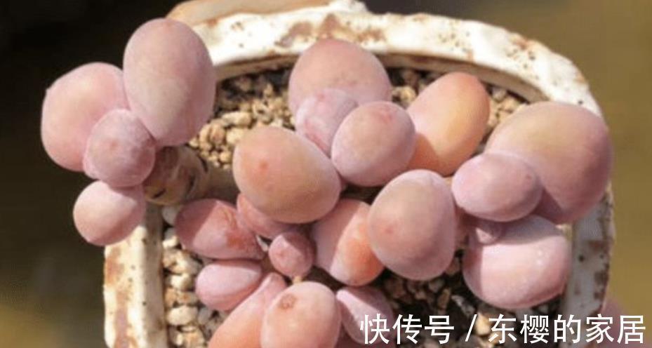 新手养多肉,2件事做错了,难怪养几年也不长个