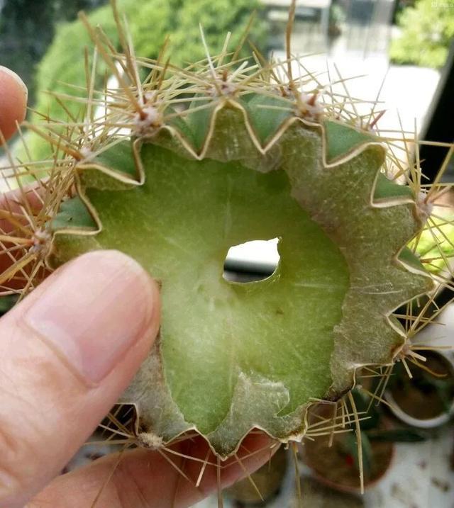雨水|10种不能淋雨的花，淋完雨就死，盆栽养花注意事项